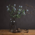 Eryngium Thistle