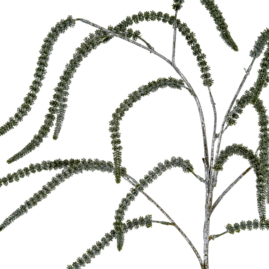 Festive Amaranthus