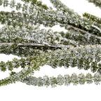 Festive Amaranthus