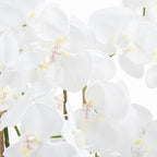 Large White Tall Orchid In Glass Pot