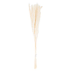 Mini White Pampas Grass Bunch Of 15