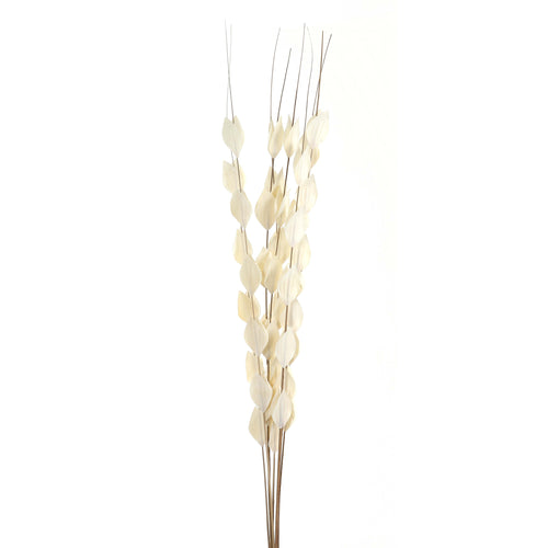 Bouquet Of Dried Thlaspi Arvense