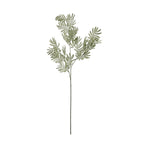 Silver Wattle Leaf