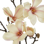 The Natural Garden Collection Pale Apricot Magnolia Stem