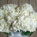 The Natural Garden Collection White Allium