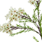 The Natural Garden Collection White Waxflower
