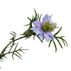 The Natural Garden Collection Purple Nigella Love In A Mist