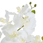 White Vanda Orchid Plant In Ceramic Pot