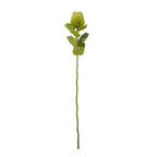 Green Banksia Stem