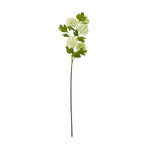 Green Snowball Viburnum Spray