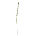 White Eremurus Stem