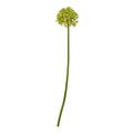 Green Medium Allium Stem