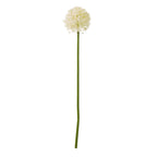 Cream Medium Allium Stem