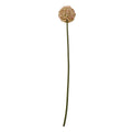 Pink Allium Stem