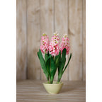 Pink Hyacinth Stem