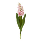 Pink Hyacinth Stem