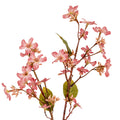Pink Vernicia Fordii Spray