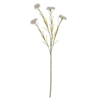 White Cornflower Stem