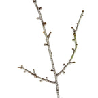Snowy Winter Woodland Branch